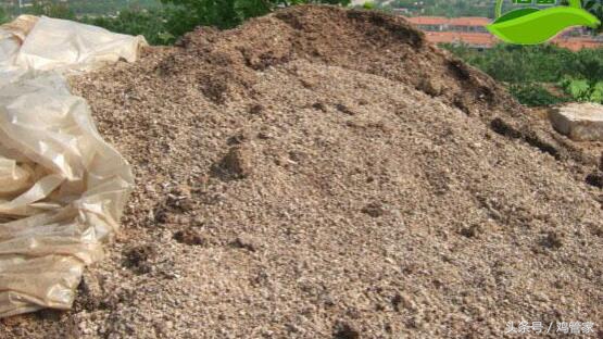 养鸡致富成功案例,养鸡喂猪发家致富