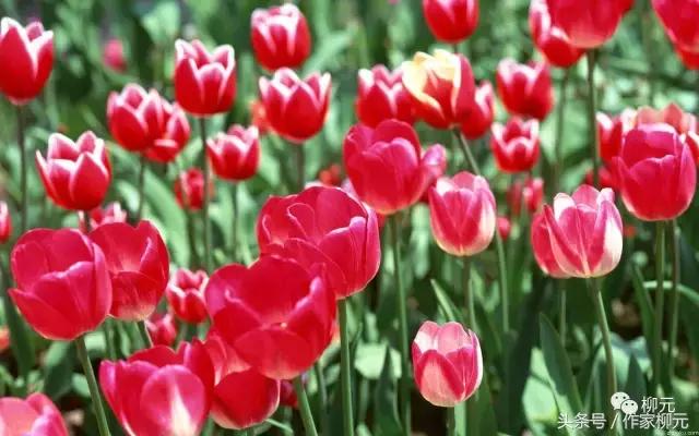 银川花博园郁金香花海,银川花博园游览图