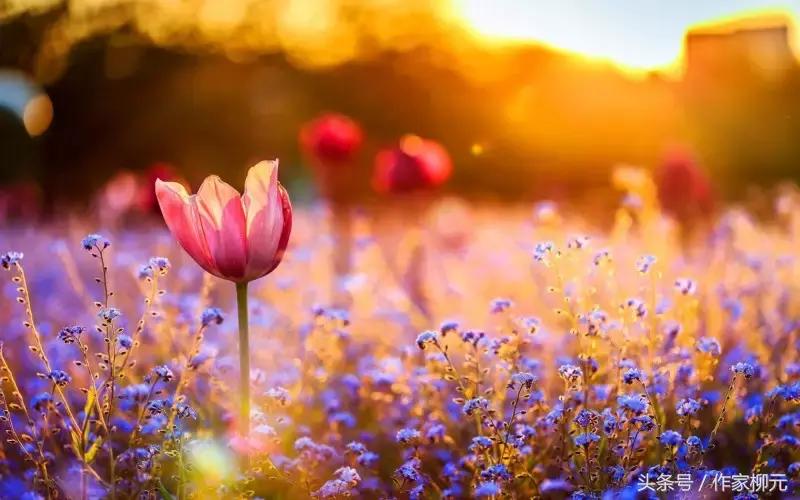 银川花博园郁金香花海,银川花博园游览图