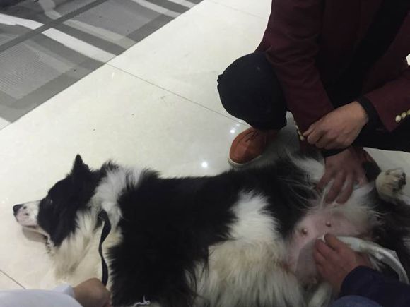 边牧狗狗怀孕多少天显肚子,边牧怀孕多久才可以照b超