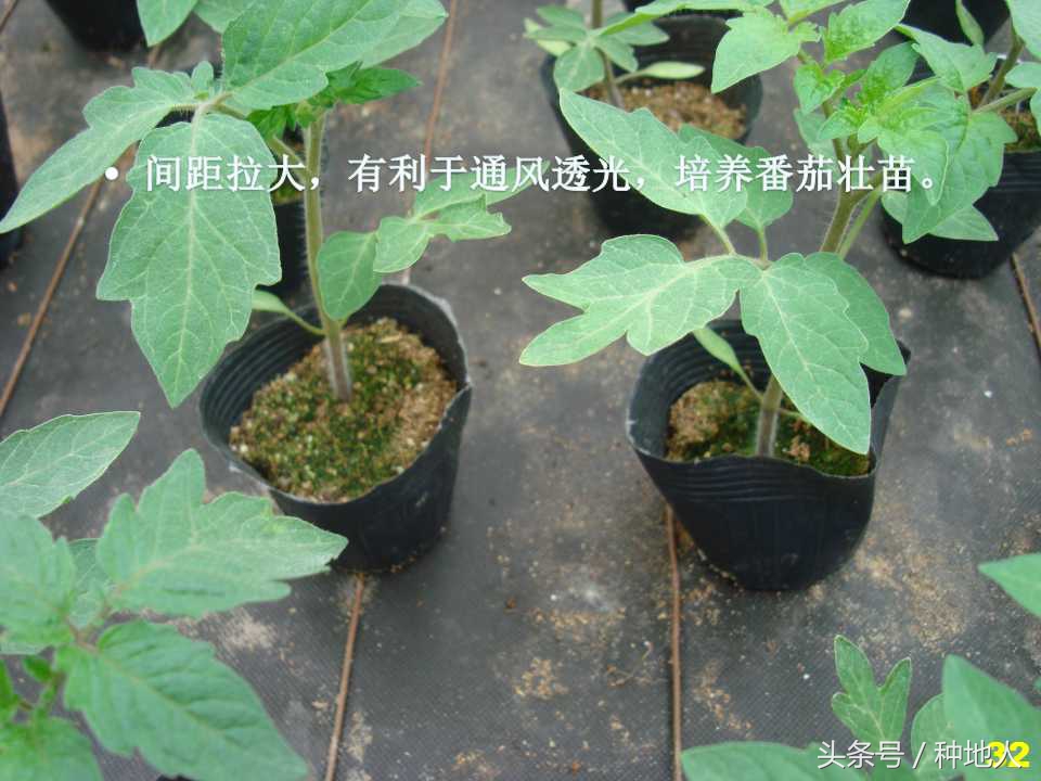看看高手如何做管理的,看看山东大棚甜瓜种植技术