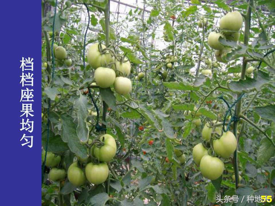 看看高手如何做管理的,看看山东大棚甜瓜种植技术