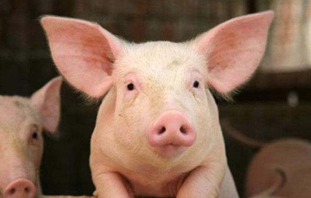 新希望饲料发展,新希望集团案例分析