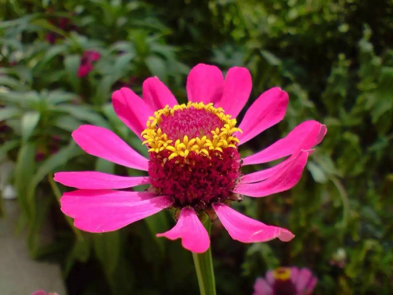 2020年惠州紫溪半岛花海世界,惠州紫溪半岛花海世界几月去最好