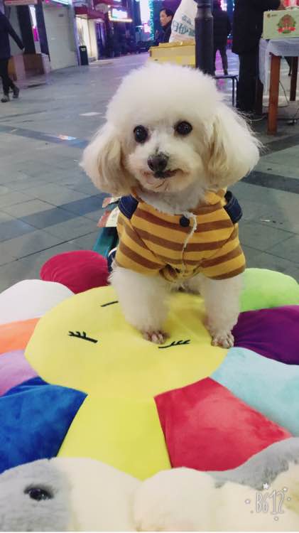 怀孕贵宾狗狗快生了的征兆,贵宾犬受孕后几个月生