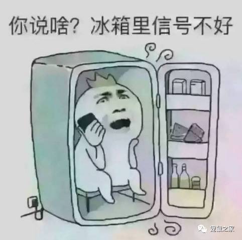 荷兰猪适宜的温度,荷兰猪夏天降温视频教学