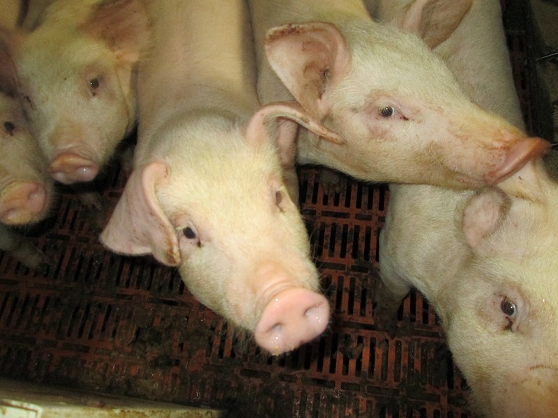 保育舍养猪技术,重庆养猪保育床