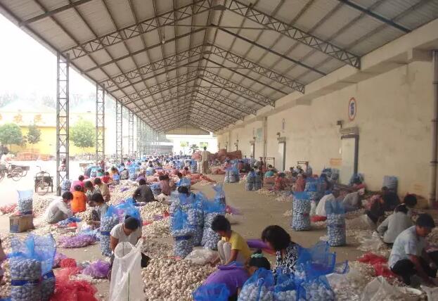 中国国际大蒜网邳州大蒜今日行情,世界大蒜看金乡