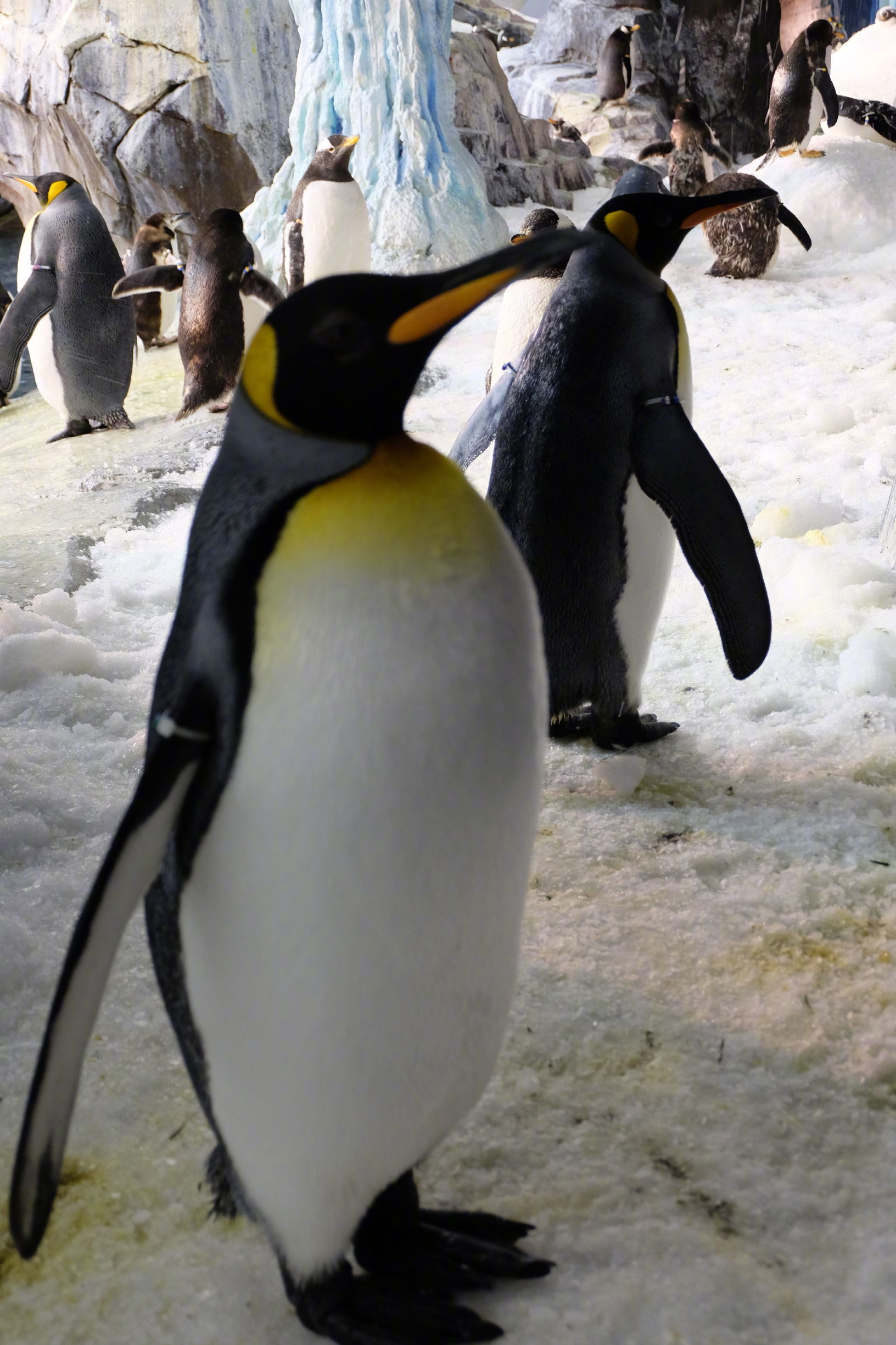 佛罗里达七日游攻略,佛罗里达5天旅游