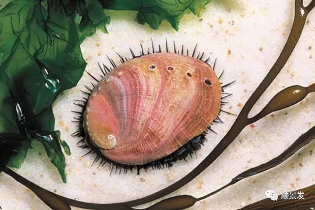 十种常见贝类海鲜图片,贝类海鲜全图