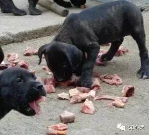 狗狗吃了耗子药肯定死吗,耗子药为啥毒不死耗子