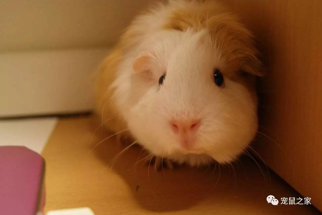 荷兰猪适宜的温度,荷兰猪夏天降温视频教学