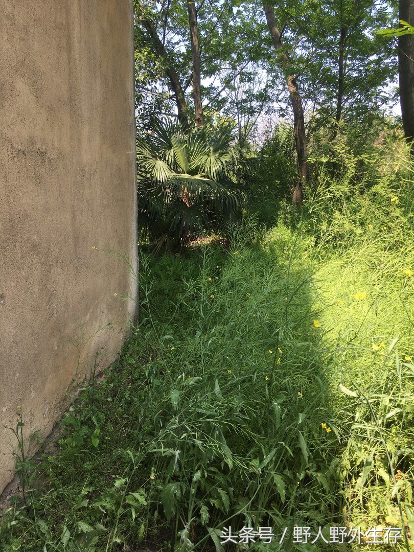 枸杞苗是什么菜,野枸杞野菜