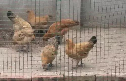 买鸡苗是骗人的吗,买的鸡苗全是公鸡