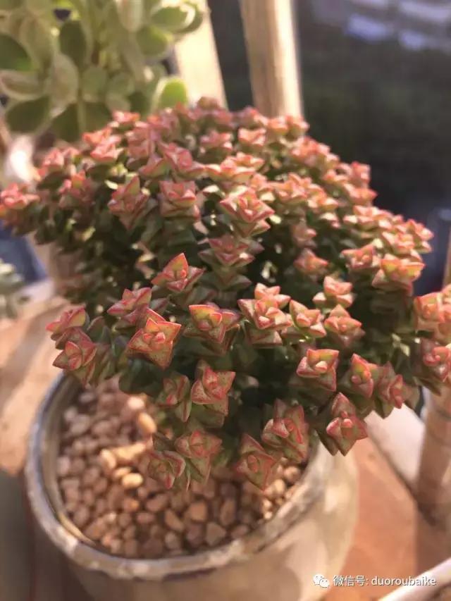 春日阳光下的绿植,阳台上最好看的多肉