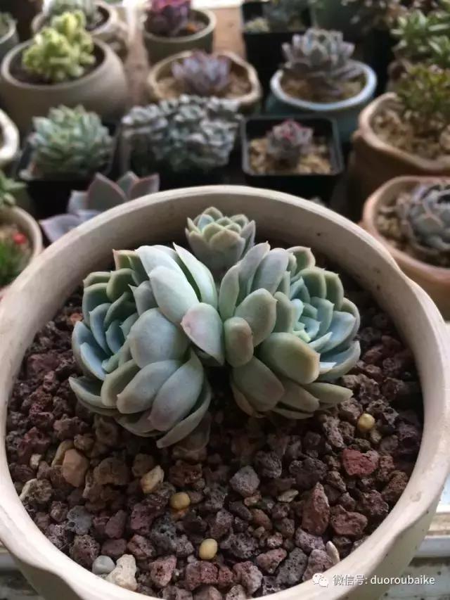 春日阳光下的绿植,阳台上最好看的多肉