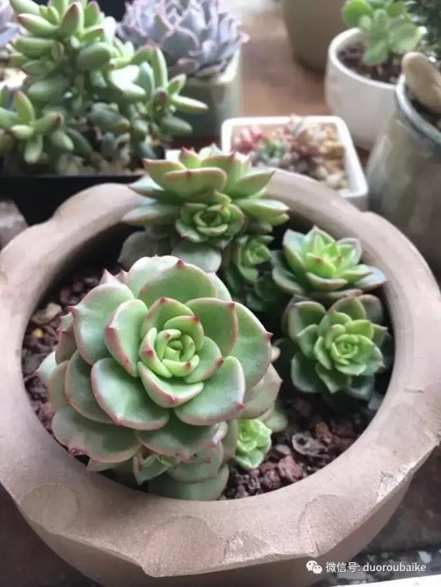 春日阳光下的绿植,阳台上最好看的多肉