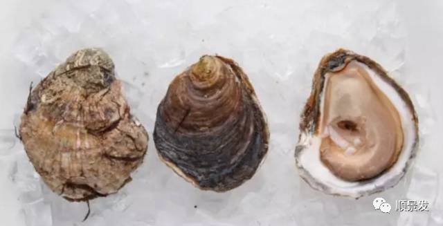 十种常见贝类海鲜图片,贝类海鲜全图