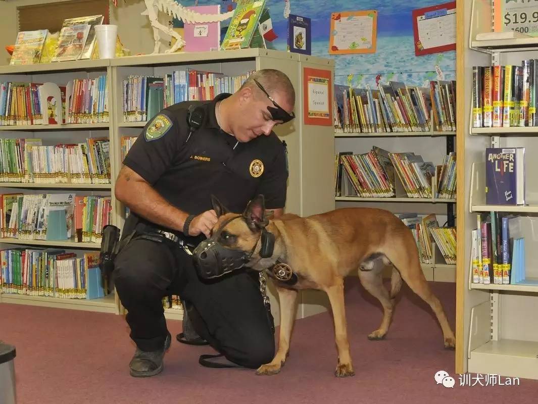 德国牧羊犬马犬警犬,有护卫能力的小型犬
