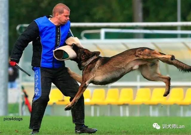不止有漂亮脸蛋的狗狗，救援护卫导盲处处有它们的身影——服务犬