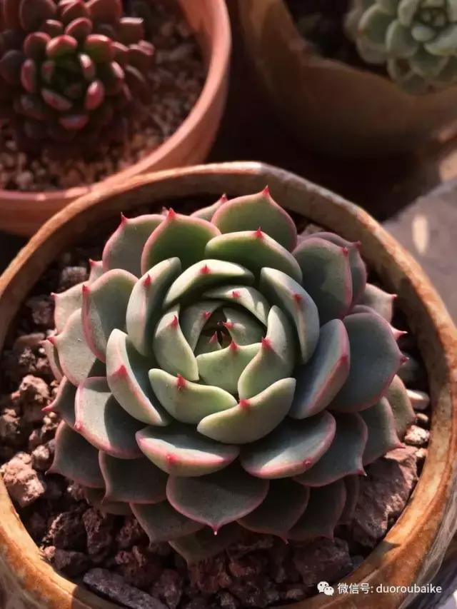 春日阳光下的绿植,阳台上最好看的多肉