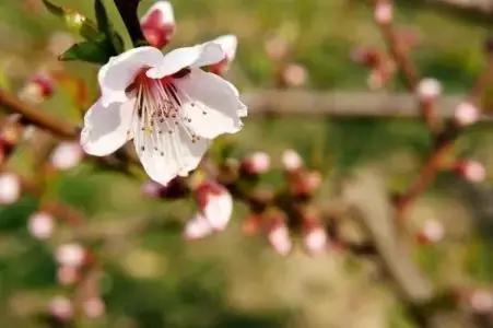 最美人间四月天春花烂漫展新颜,最美人间四月天正是出游好时节