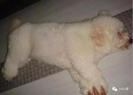 狗狗吃了耗子药肯定死吗,耗子药为啥毒不死耗子