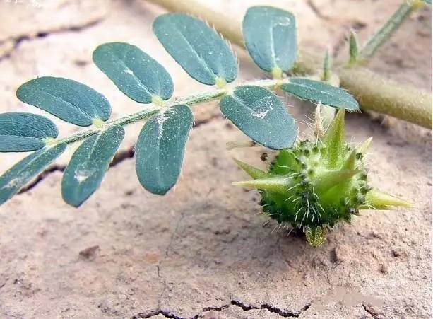 铁蒺藜在古代的用处,铁蒺藜宋代