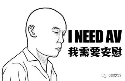 荷兰猪适宜的温度,荷兰猪夏天降温视频教学