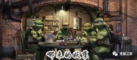 荷兰猪适宜的温度,荷兰猪夏天降温视频教学