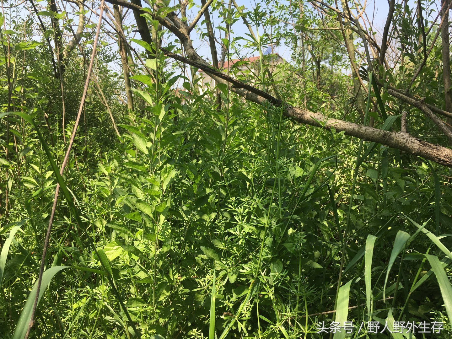 枸杞苗是什么菜,野枸杞野菜