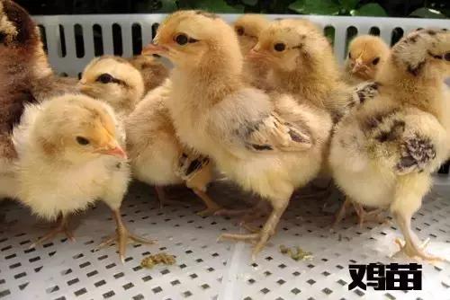 买鸡苗是骗人的吗,买的鸡苗全是公鸡