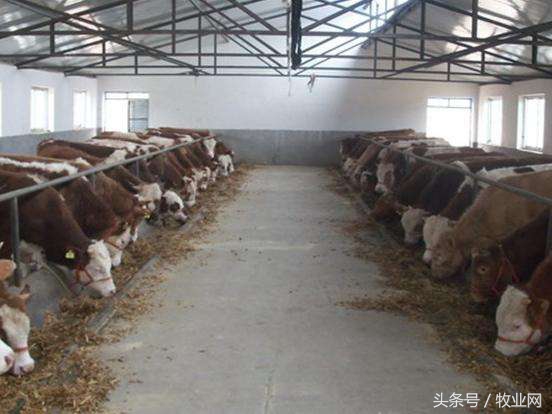 养牛药物用量,养牛用什么药物好用