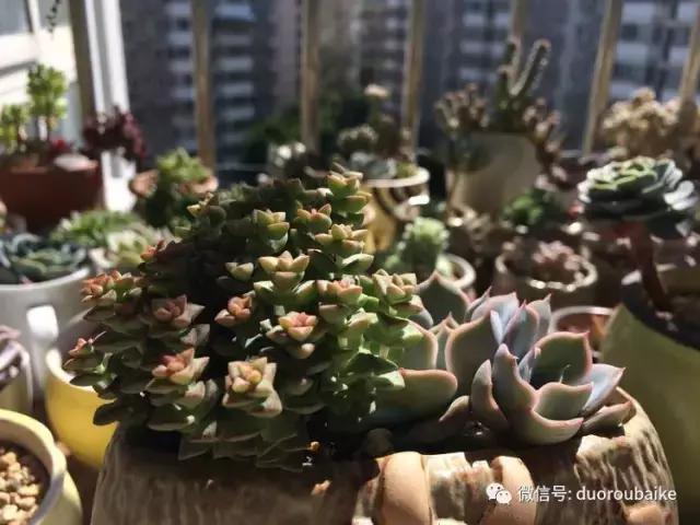 春日阳光下的绿植,阳台上最好看的多肉