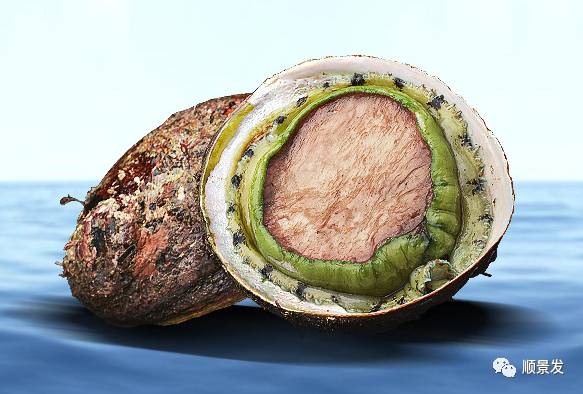 十种常见贝类海鲜图片,贝类海鲜全图