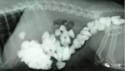 狗狗吃了耗子药肯定死吗,耗子药为啥毒不死耗子