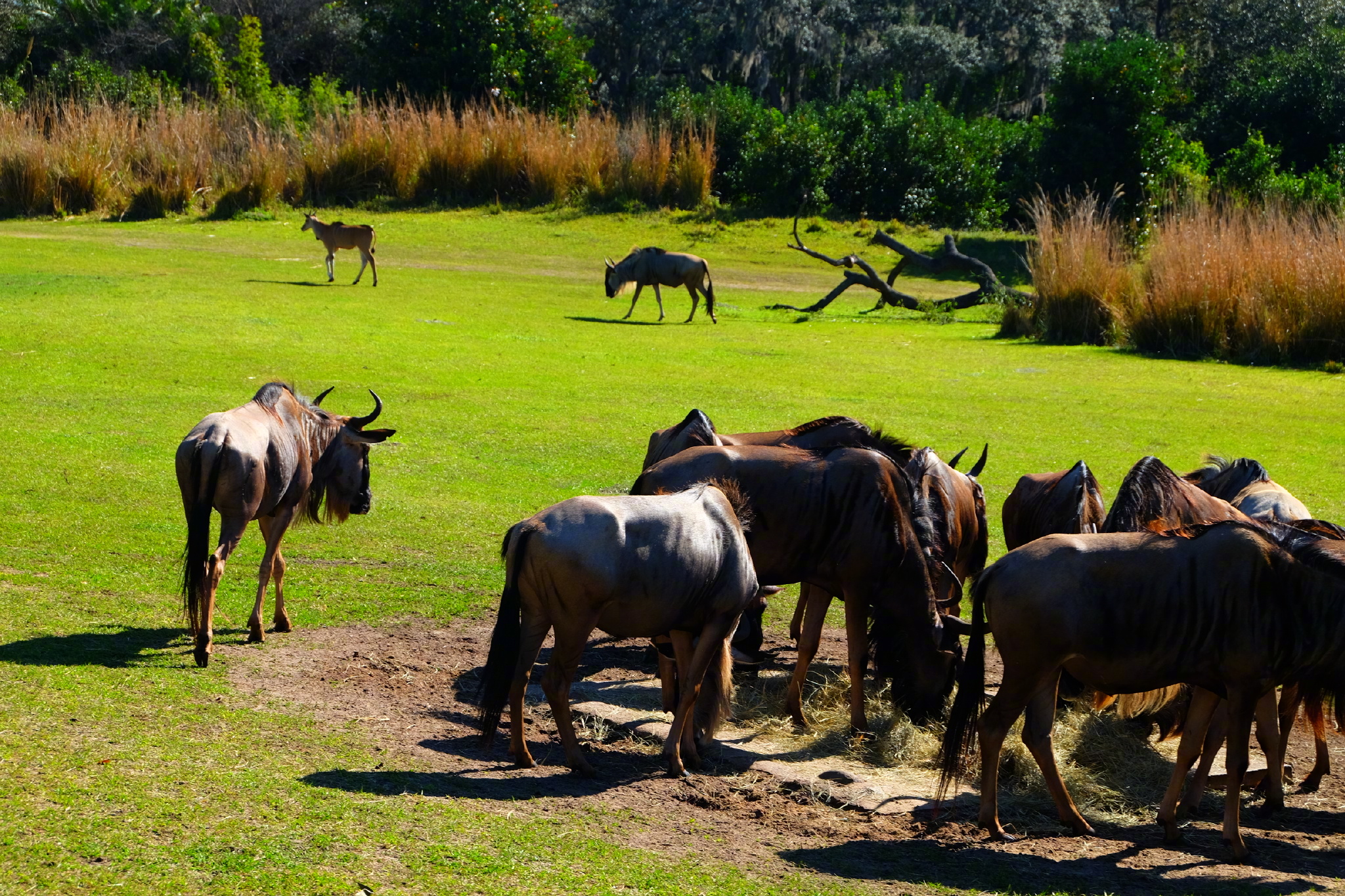 佛罗里达七日游攻略,佛罗里达5天旅游