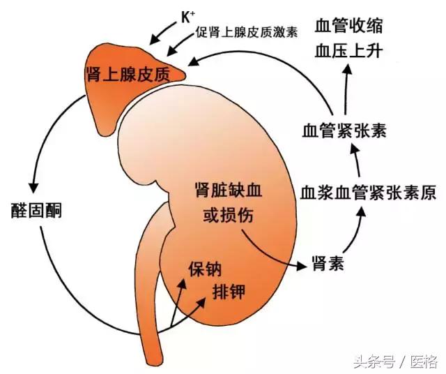 国家基层高血压管理指南,2019高血压基层指南ppt