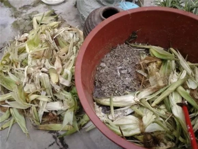 一小段莲藕可以种出来荷花吗,庭院荷花盆栽方法