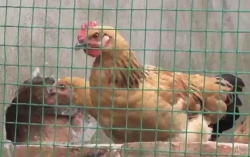 买鸡苗是骗人的吗,买的鸡苗全是公鸡