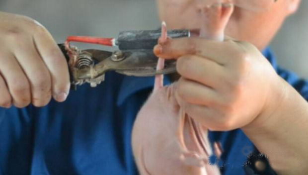 你给猪断尾的方法正确吗？这4种方法你应该了解！