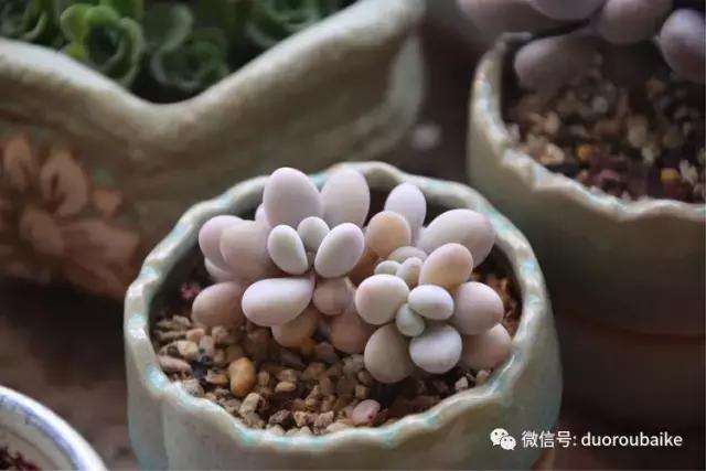 春日阳光下的绿植,阳台上最好看的多肉