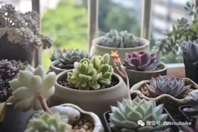 春日阳光下的绿植,阳台上最好看的多肉