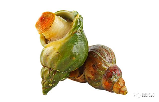 十种常见贝类海鲜图片,贝类海鲜全图