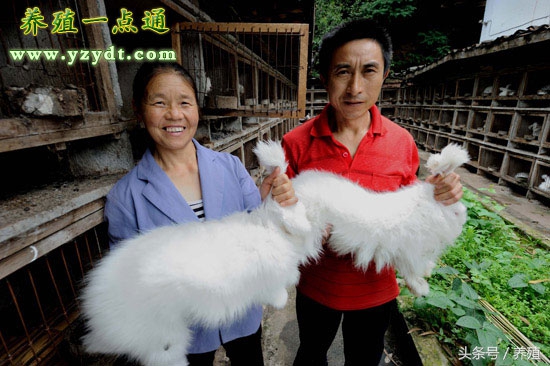 一只长毛兔每个月吃多少饲料,兔毛怎么养