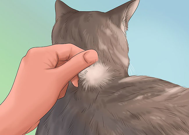 猫咪疾病科普猫咪感冒吃什么药,猫咪皮肤病咨询