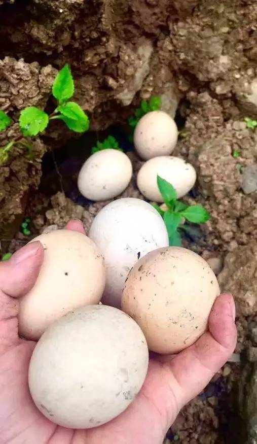 世界上最大的坑是什么,世界上最深的坑是什么坑