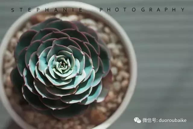 紫外线照射对植物的影响,紫外线光对植物生长的影响