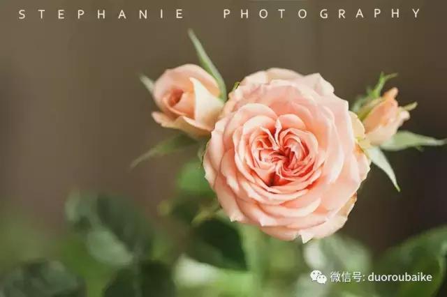 紫外线照射对植物的影响,紫外线光对植物生长的影响