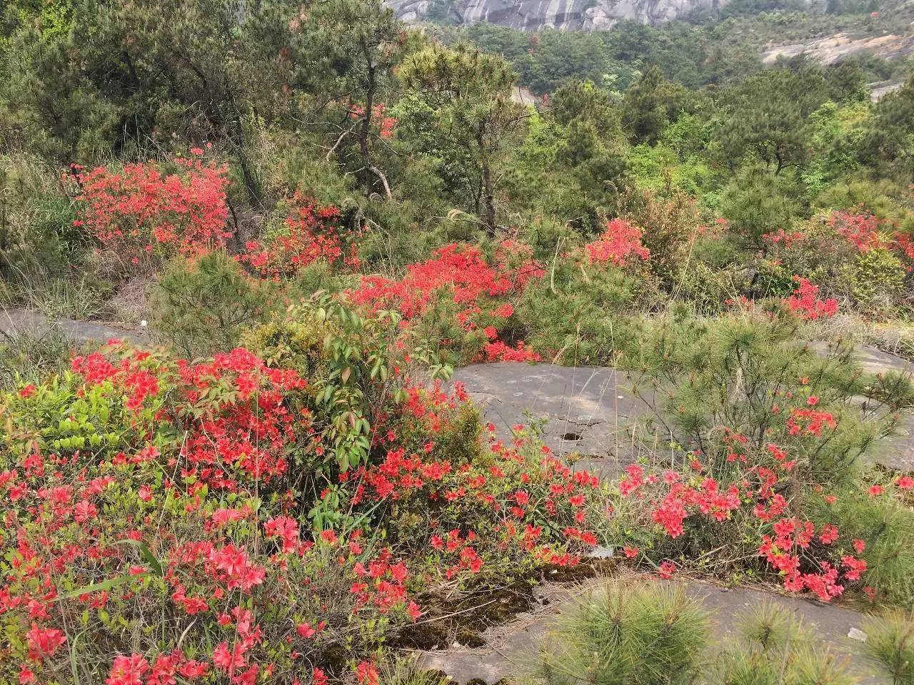 大罗山龙脊离百家尖有多远,大罗山瓯海一日游最佳路线图